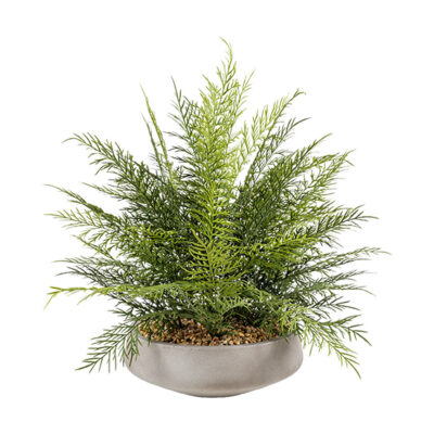Deer Fern Bundle in Newport Bowl - 264010