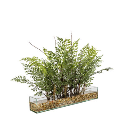 Silky Oak Fern Bundle in Aquarium Glass Rectangle - 264012