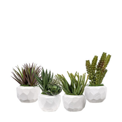 Assorted Succulents in Flintstone Planter - Set of 4 - 264014