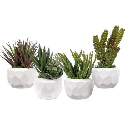 Assorted Succulents in Flintstone Planter - Set of 4 - 264014