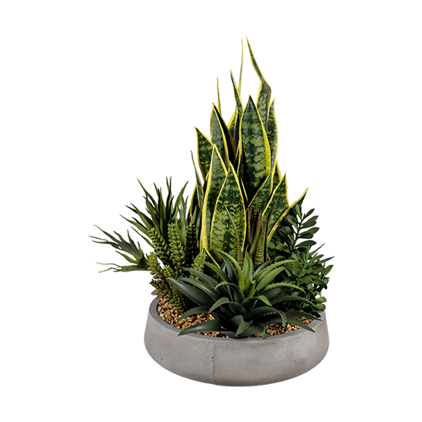 Agave, Aloe, Assorted Succulents & Sansevieria in Newport Bowl - 264019