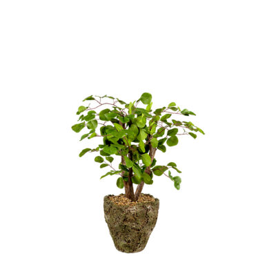Eucalyptus & Dragonwood in Ancient Grove Pot - 264020