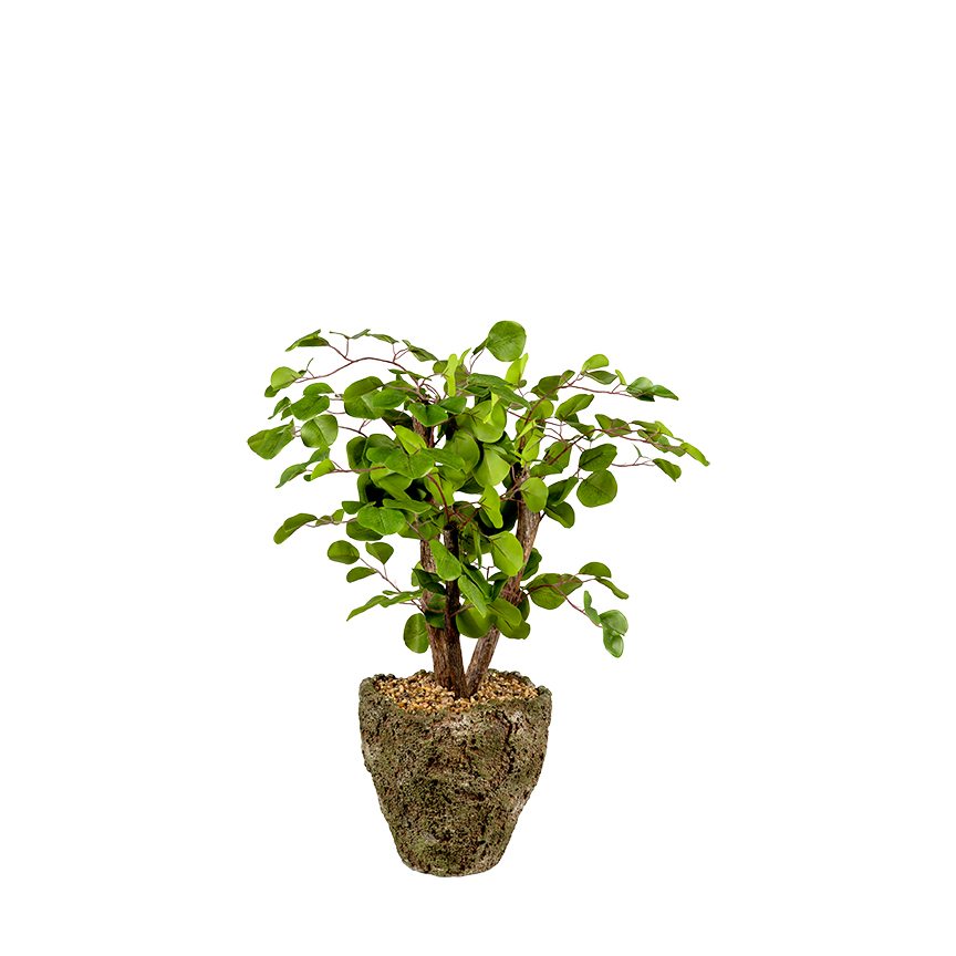 Eucalyptus & Dragonwood in Ancient Grove Pot - 264020