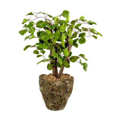 Eucalyptus & Dragonwood in Ancient Grove Pot - 264020
