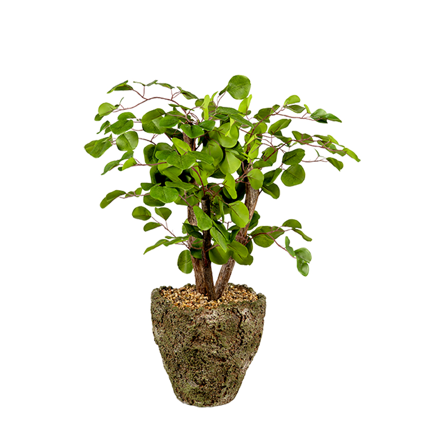Eucalyptus & Dragonwood in Ancient Grove Pot - 264020 - Image 2