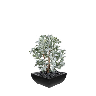 Lamb's Ear & Dragonwood in Large Square Metal Planter - 264021