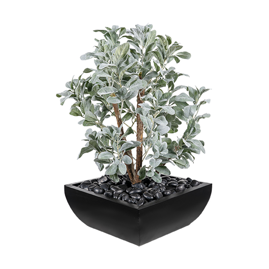 Lamb's Ear & Dragonwood in Large Square Metal Planter - 264021