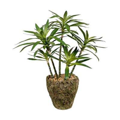 Yucca Heads in Ancient Grove Pot - 264023