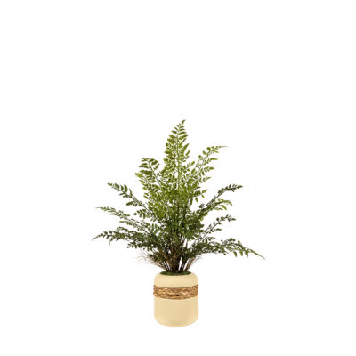 Silk Oak Fern in Gemma Planter