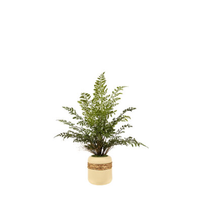 Silk Oak Fern in Gemma Planter