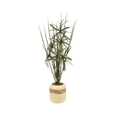 Horsetail Reed and Fern in Gemma Planter