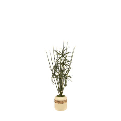 Horsetail Reed & Fern in Gemma Planter