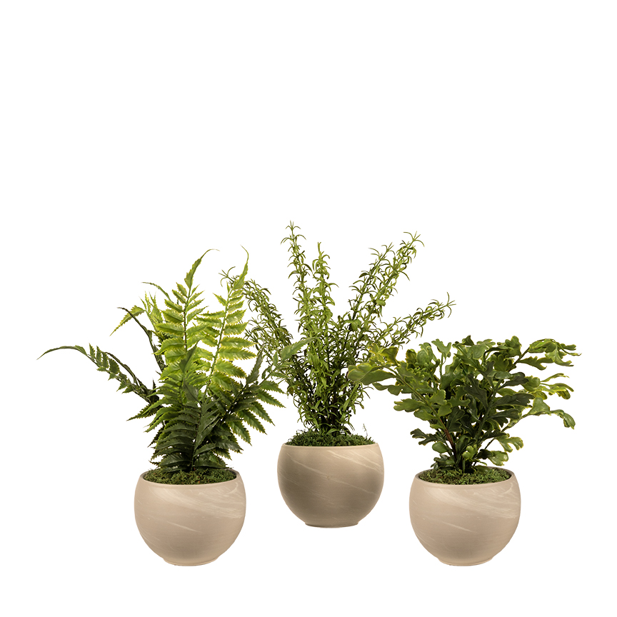 Assorted Ferns in August Planters - Set of 3 - 264074