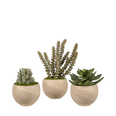 Assorted Succulents in August Planters - Set of 3 - 264075