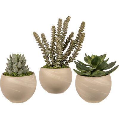 Echeveria, Agave and Donkey Tail in Astrid Planters - Set of 3 - 264075