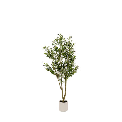 Olive Tree in White Plastic Planter 6' - 325104