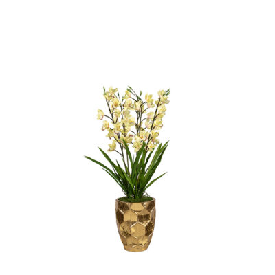 Yellow Cymbidium Orchids in Leonine Planter - 72630002