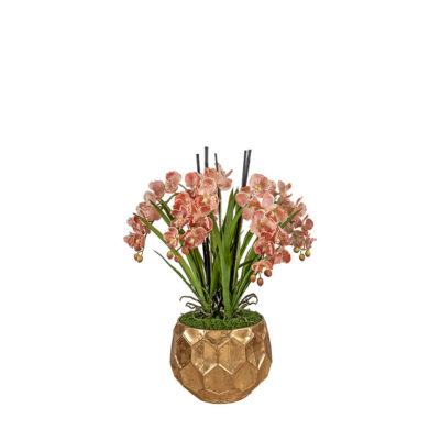 Red/Cream Vanda Orchids in Felix Planter - 72630005