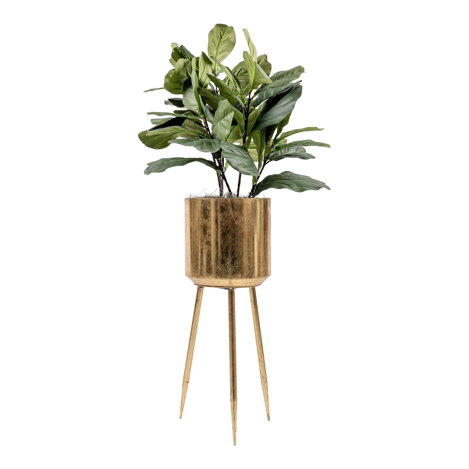 Fiddle Leaf in Regina Planter - 72630008