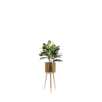 Fiddle Leaf in Regina Planter - 72630008