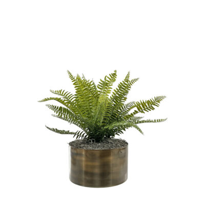 Fern Bundles in Lincoln Bowl - 7264000