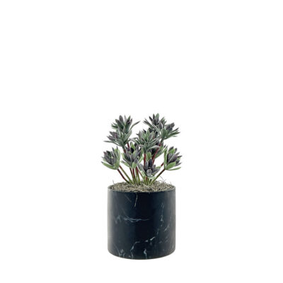 Mini Succulent Stem in Round Black Marble - 7264004