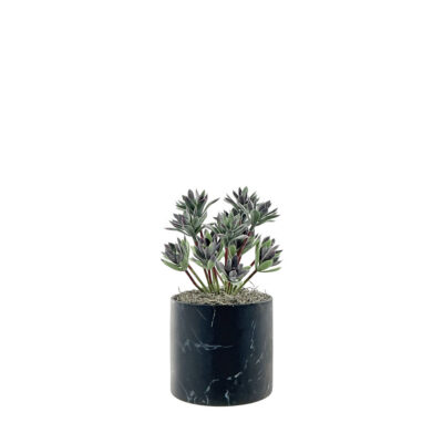 Mini Succulent Stem in Round Black Marble - 7264004