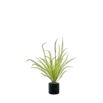 Light Green Fern in Round Black Marble Planter - 7264006