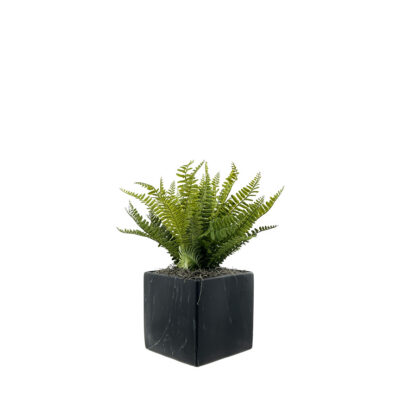 Fern Bundles in Black Square Marble Planter - 7264010