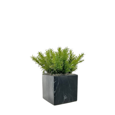 Rosemary Bush in Black Square Marble Planter - 7264011