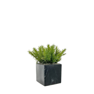 Rosemary Bush in Black Square Marble Planter - 7264011