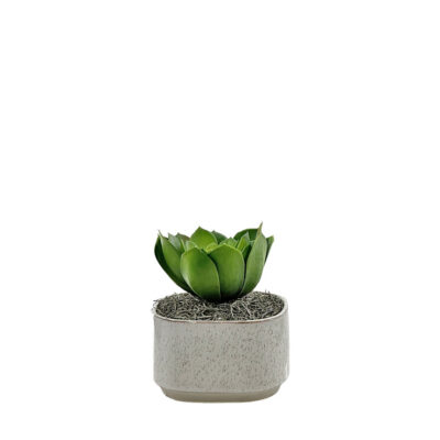 Succulent in Blakley Planter - 7264014