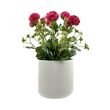 Ranunculus in White Kendall Pot - 7264021