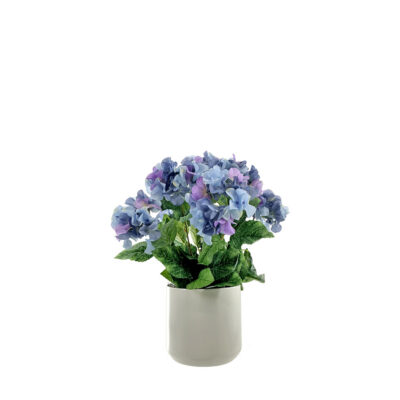Blue/Purple Hydrangea Bush in White Kendall Pot - 7264027