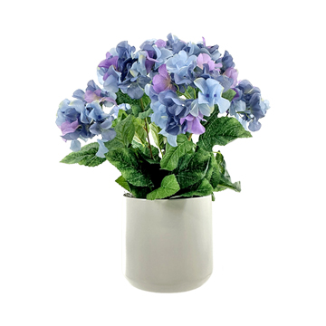 Hydrangea Bush in White Kendall Pot - 7264027
