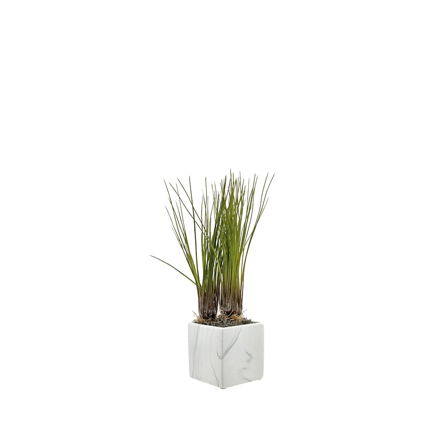 Grass Bundles w/ Bulb in Small Square Planter - 7264032