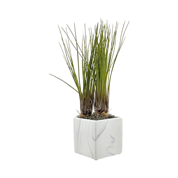Grass Bundles with Bulb in Small Square Planter - 7264032