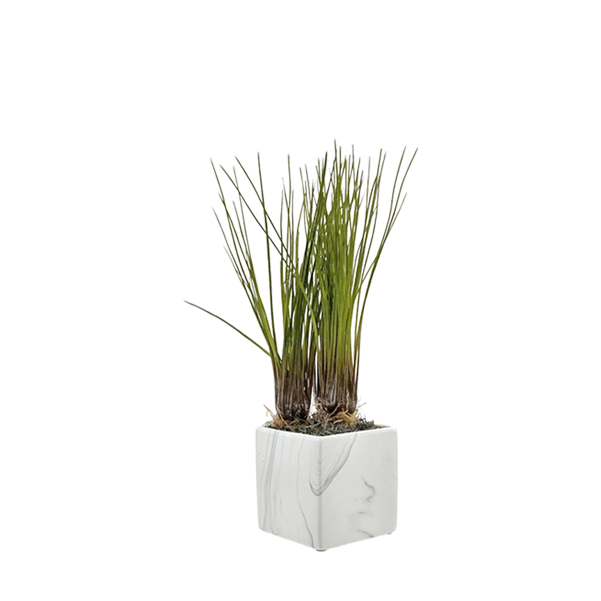 Grass Bundles w/ Bulb in Small Square Planter - 7264032 - Image 2