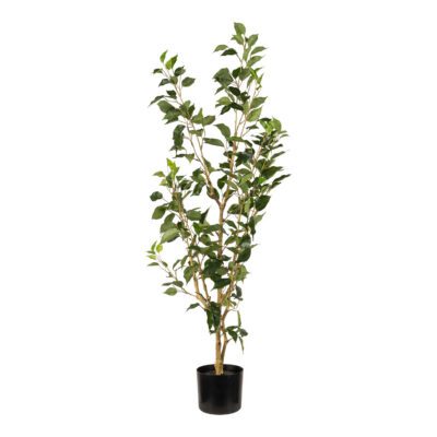 Benjamina Ficus in Nursery Pot - TL1047