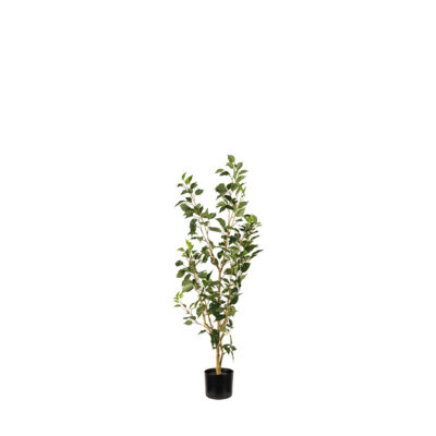 Benjamina Ficus in Nursery Pot - TL1047