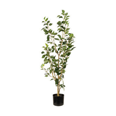 Benjamina Ficus in Nursery Pot - TL1047