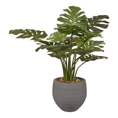 Monstera Plant
