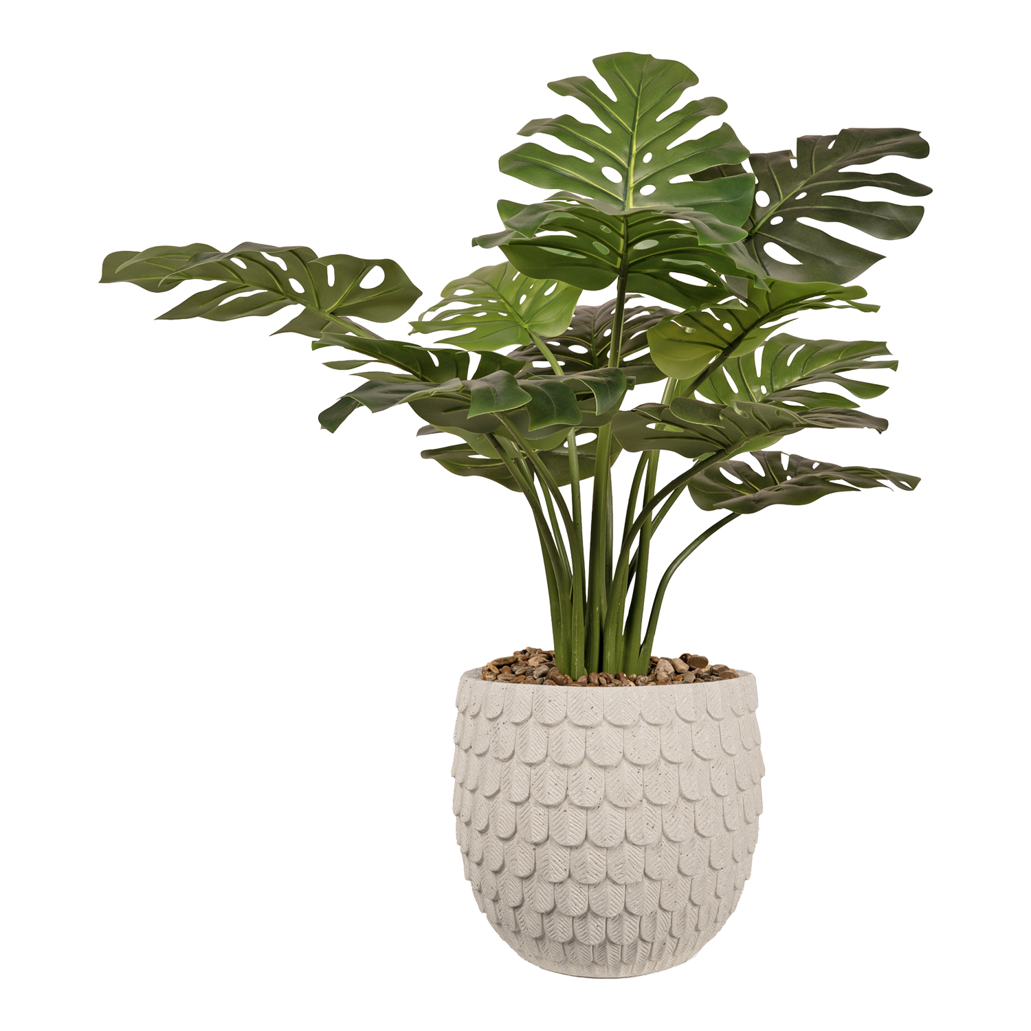 Monstera Plant - Image 2