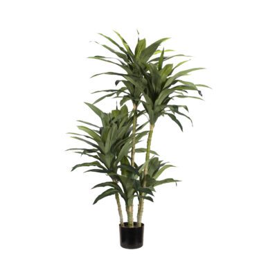 Dracaena Tree in Nursery Pot - TL802