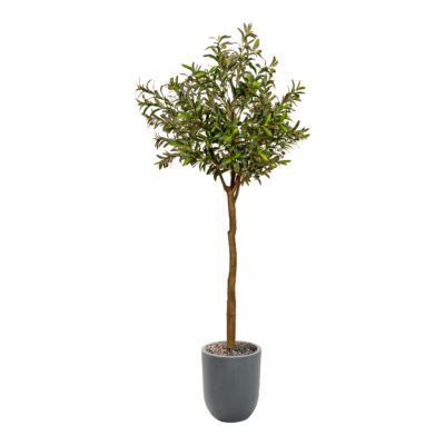 Olive Tree 7.5'
