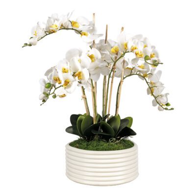 White Phal Orchids in Armonica Planter - 251202