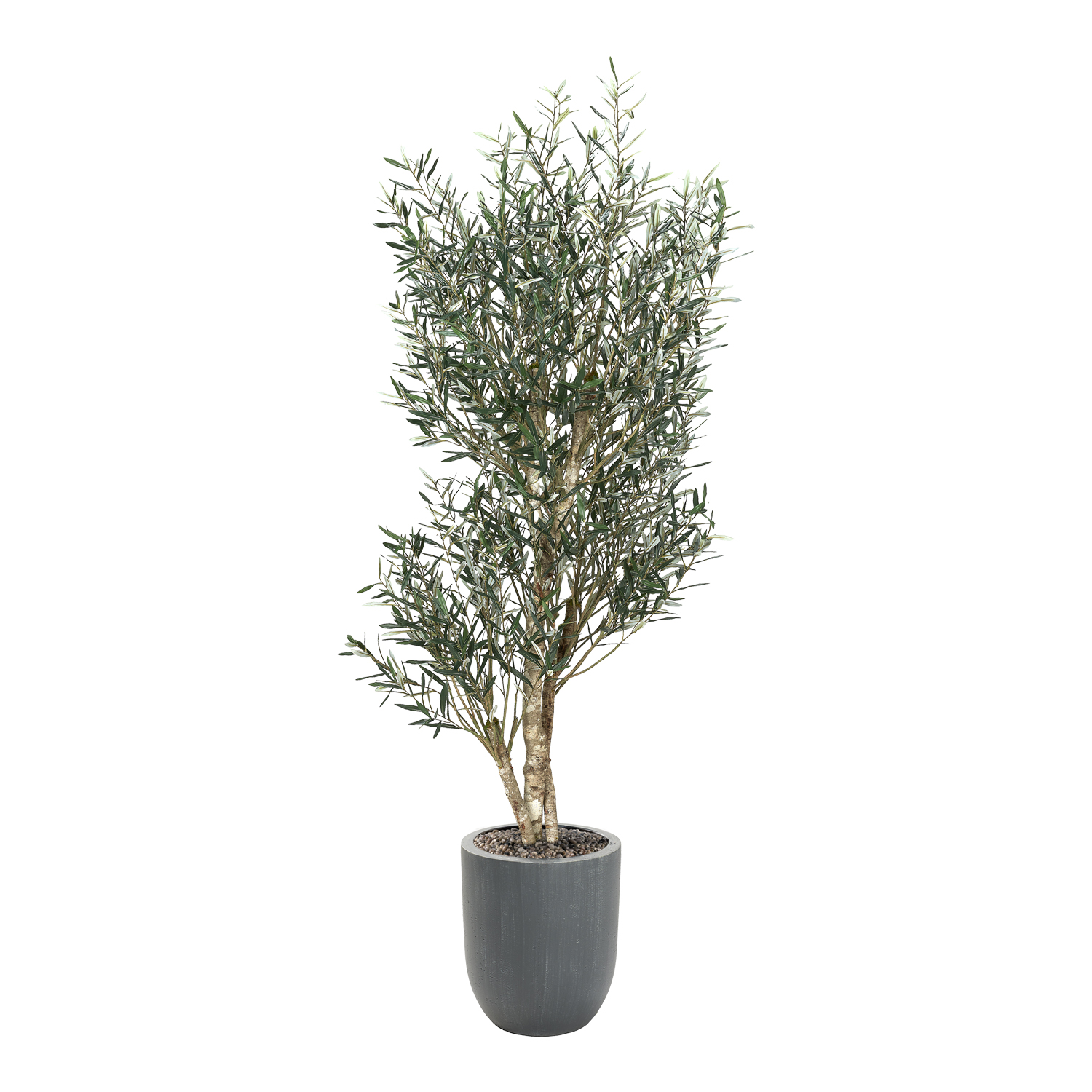 Olive Tree in White Hudson Planter 8' - Image 2