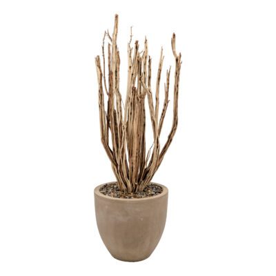Ceanothus Bush in Grove Planter - 1088-2355