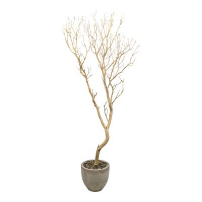 Branchy Manzanita in Grove Planter - 1089-2907