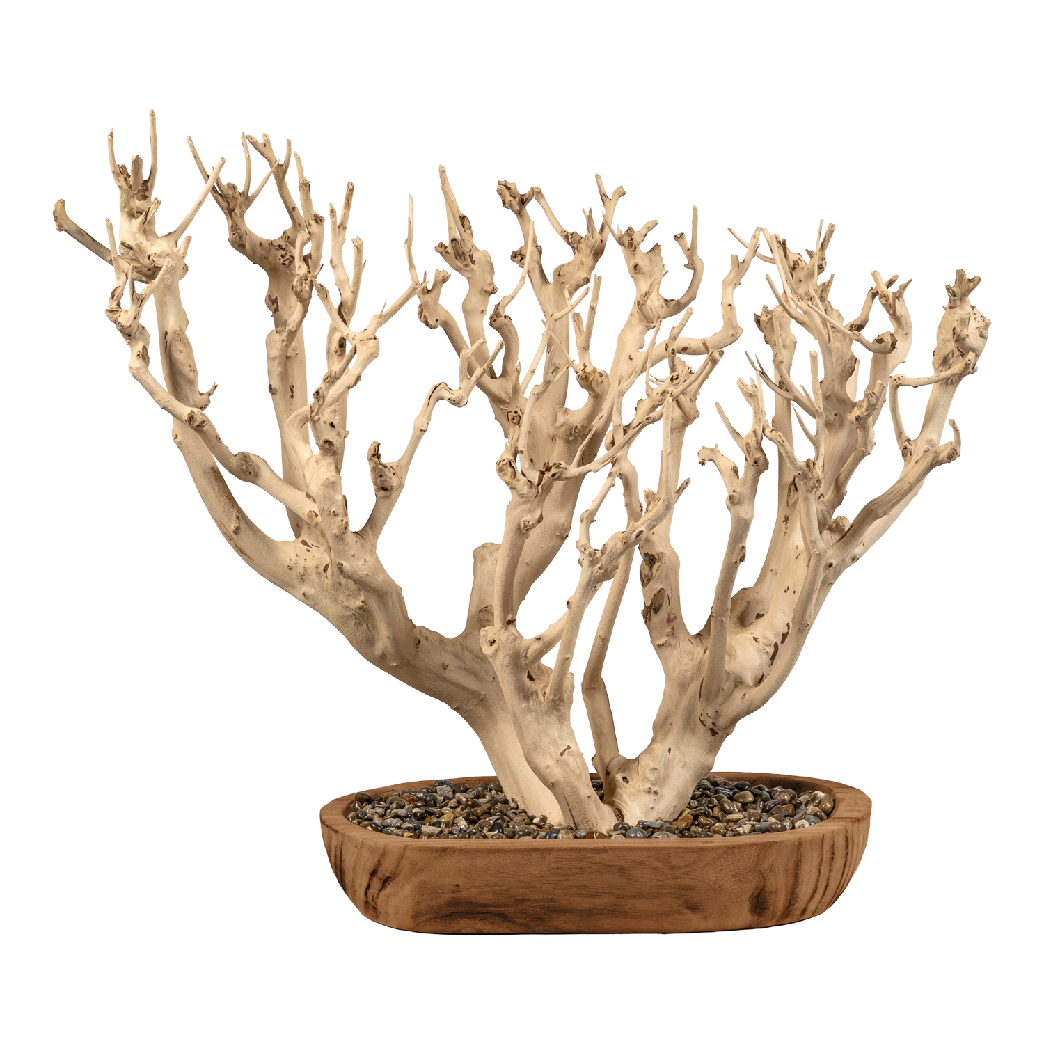 Coral Bush in Ambrose Oval - 1090-2497